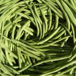 Récolte haricots verts bio Récolte haricots verts bio