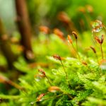 moss-3101476_1280