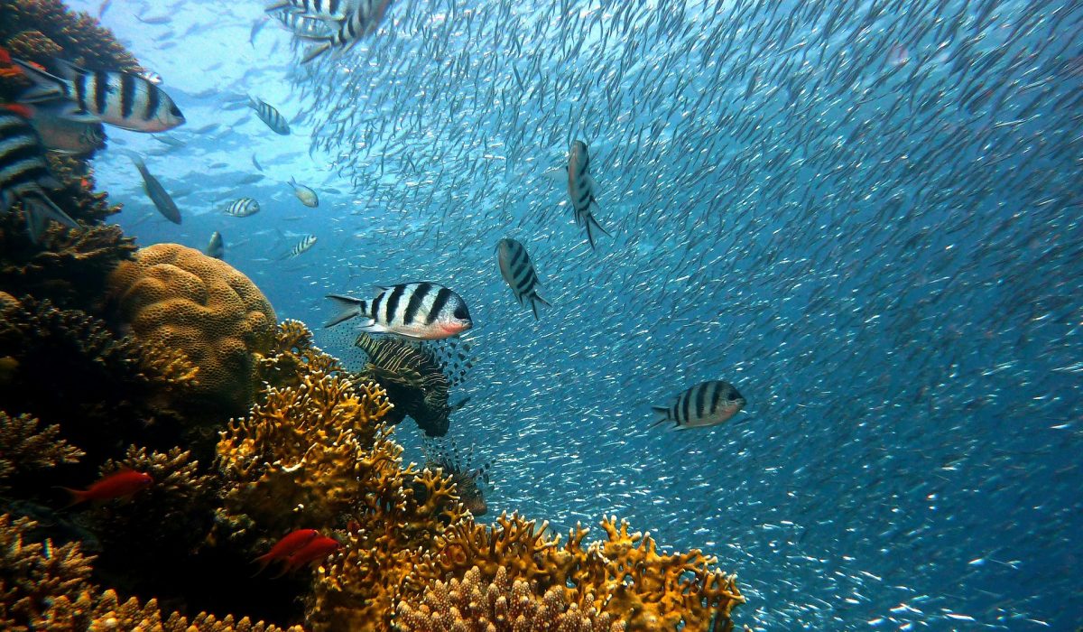Océan : ses organismes marins et ses écosystèmes