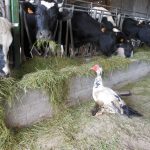 Sologne vaches laitières et oie - crédit DENHARTIGH Sologne vaches laitières et oie - crédit DENHARTIGH